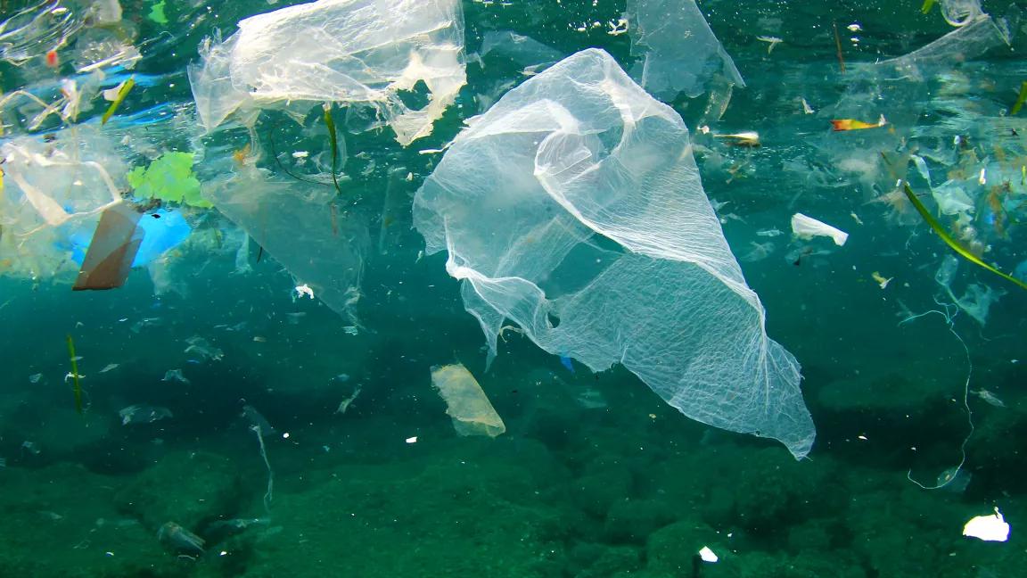 The Impact of Plastic Pollution on Marine Life: What You Need to Know